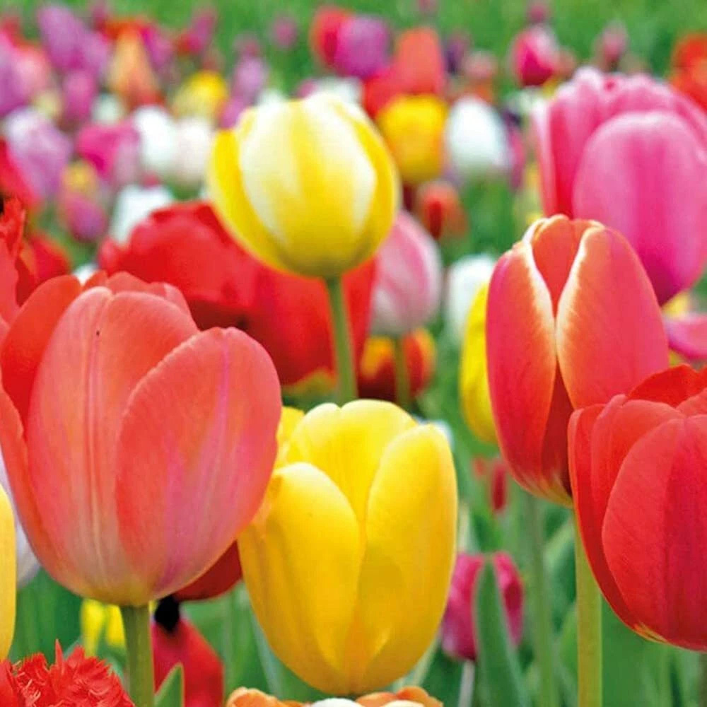 Thompson and Morgan Tulip Majestic Mixed Planting Bulb 160 Pack Image 3