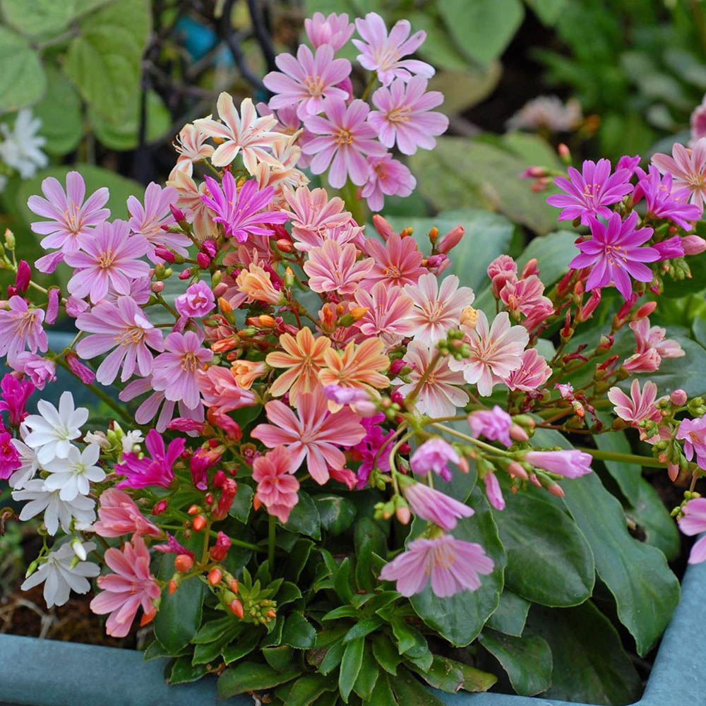 Thompson and Morgan Lewisia Elise Mixed Plant Plugs 48 Pack Image 6