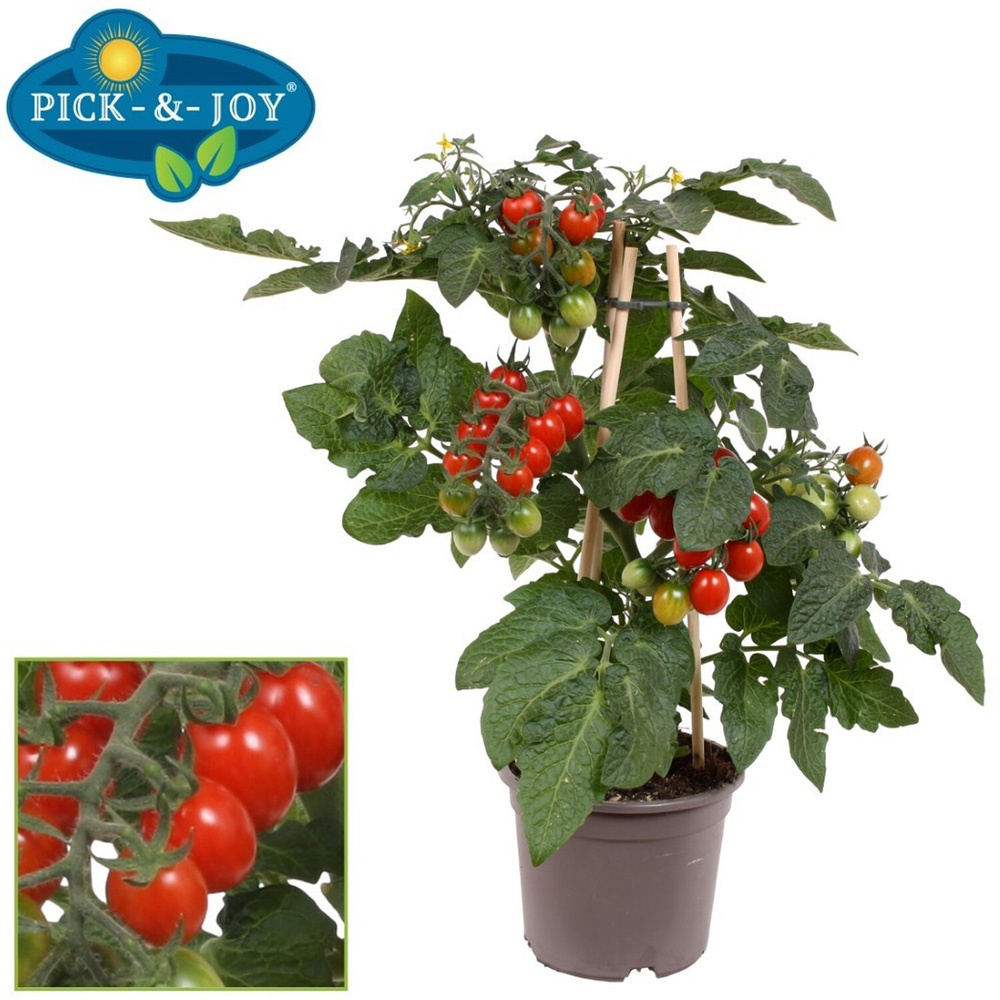 Pick-and-Joy Vegetable Mix Potted Plant Image 2