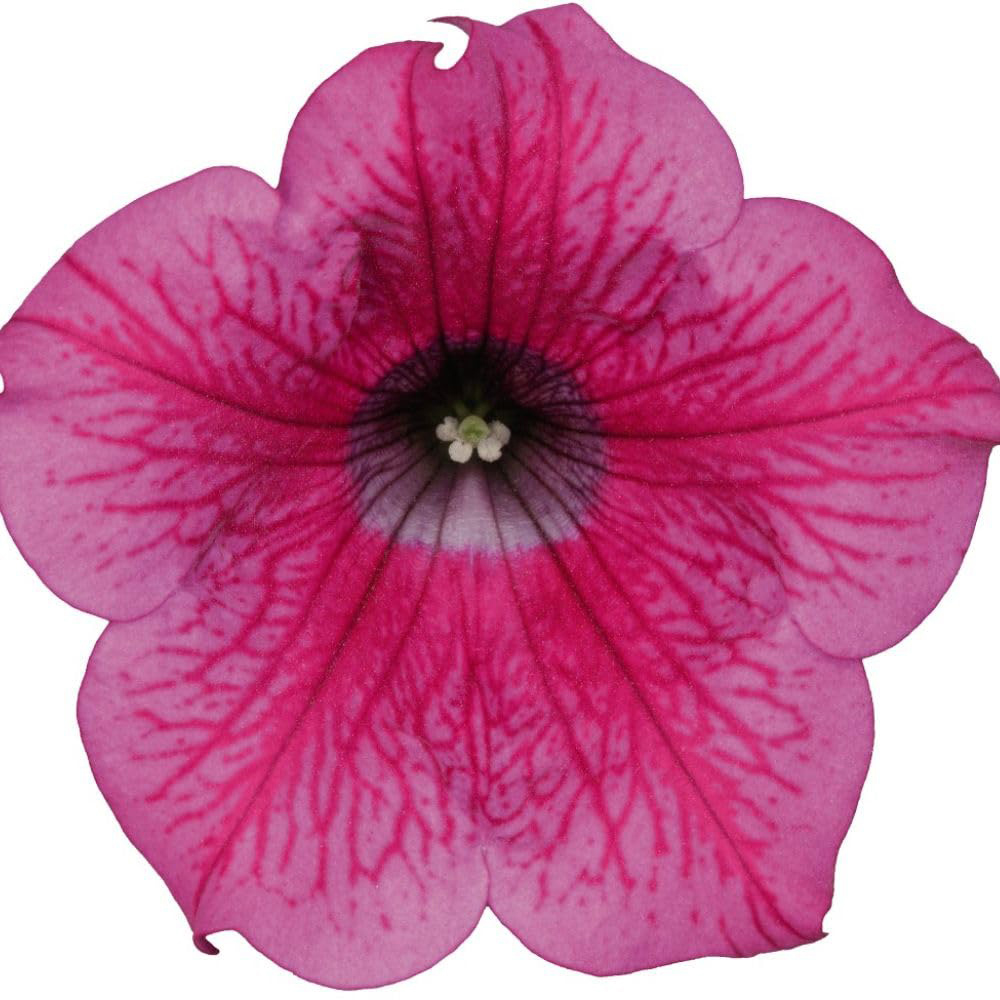 Thompson and Morgan Petunia Hot Pink Trailing Surfinia Postiplug Plant 20 Pack Image 4