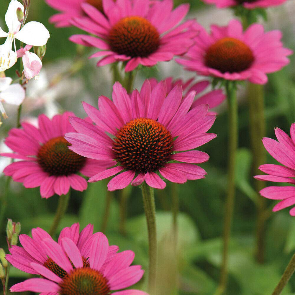 Thompson and Morgan Echinacea Purpurea Magnus Plant Pot 9cm Image 2