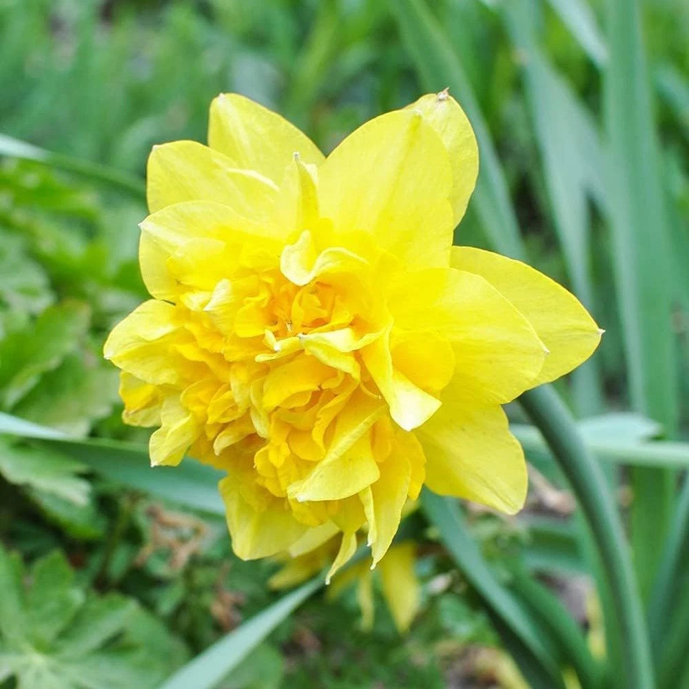Thompson and Morgan Daffodil Dick Wilden Planting Bulb 16 Pack Image 3