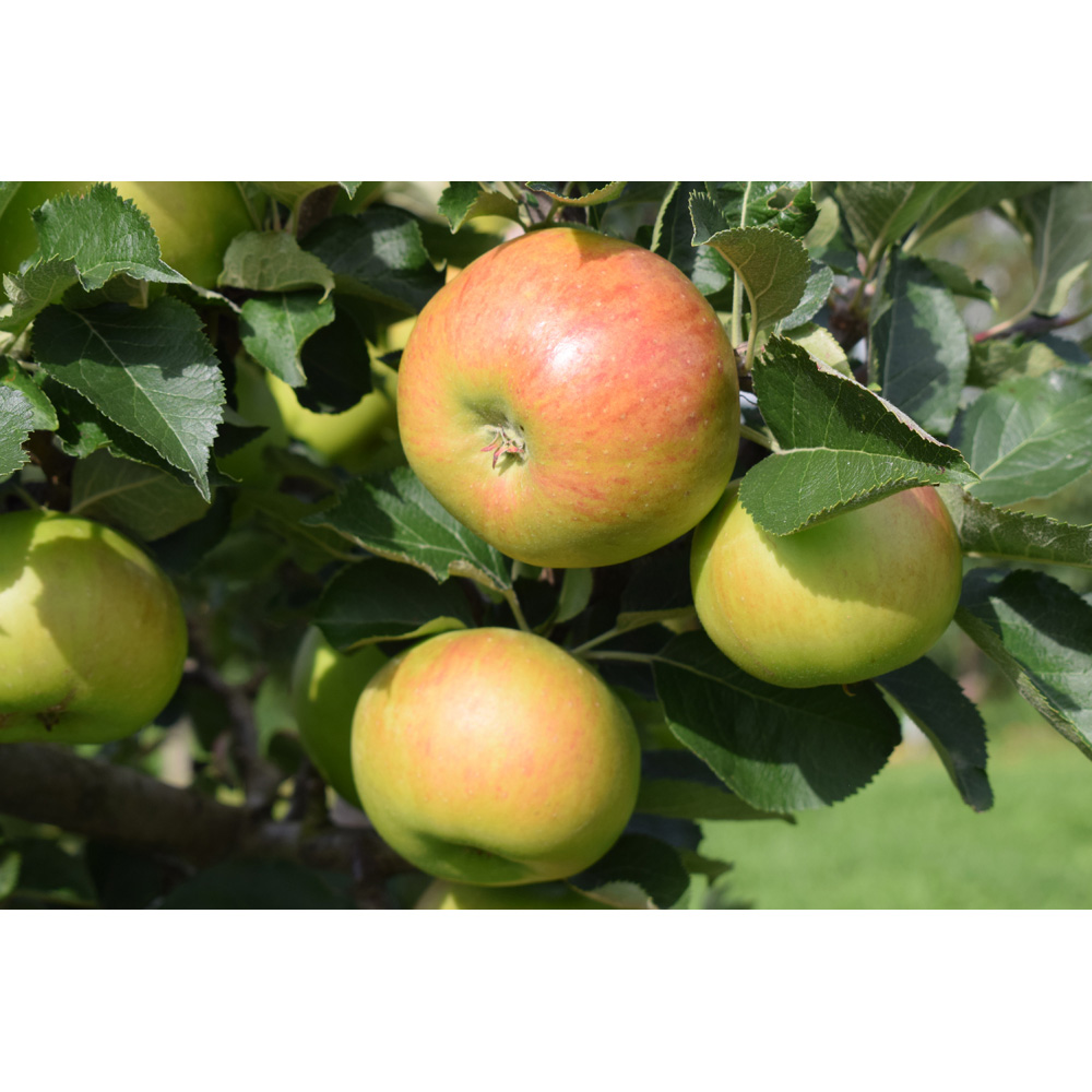 Frank P Matthews Trees Apple Malus Bramley 20 MM106 Maiden Tree Image 2