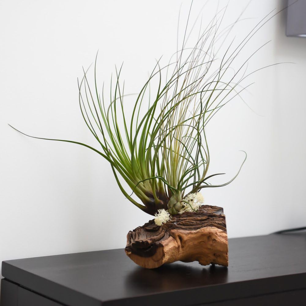 Thompson and Morgan 4 Air Plant on Bog Wood Image 3