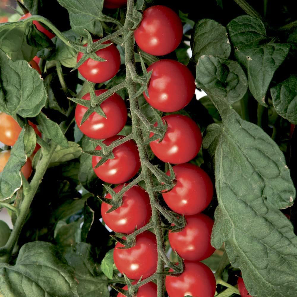 Thompson and Morgan Nurserymans Choice Grafted Vegetable Plant Pot 9cm Image 5