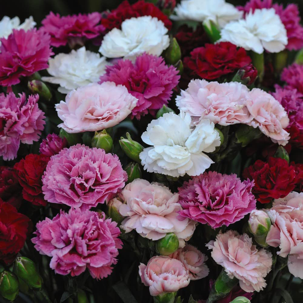 Thompson & Morgan Nurserymans Choice Alpine Mix Jumbo Plant Plug Image 3