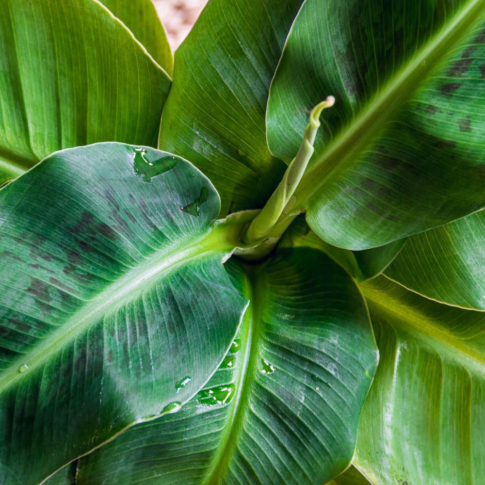 Thompson and Morgan Musa Acuminata Dwarf Cavendish Plant Pot 13cm Image 4
