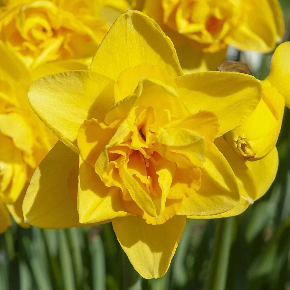 Thompson and Morgan Daffodil Dick Wilden Planting Bulb 16 Pack Image 4
