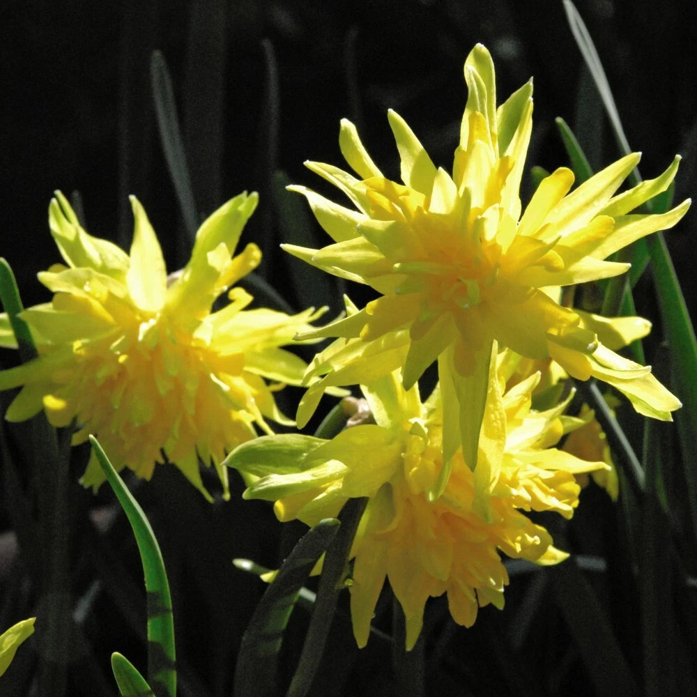 Thompson and Morgan Daffodil Rip Van Winkle Spring Planting Bulb 80 Pack Image 4