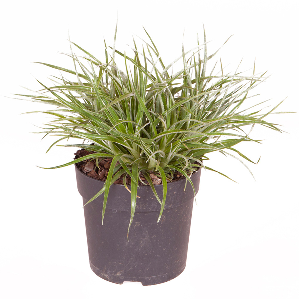 YouGarden Bromeliad Fasicularia Bicolour Hardy Plant Pot 1L Image 3