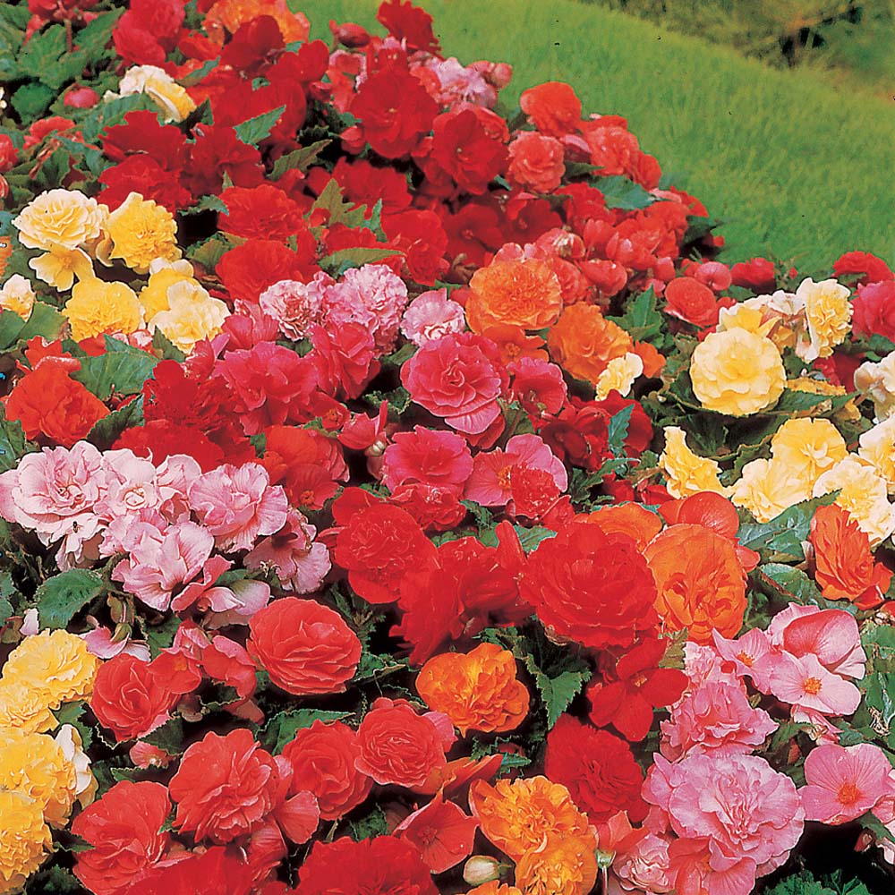 YouGarden Belgian Upright Giant Begonia Tuber 10 Pack Image 3