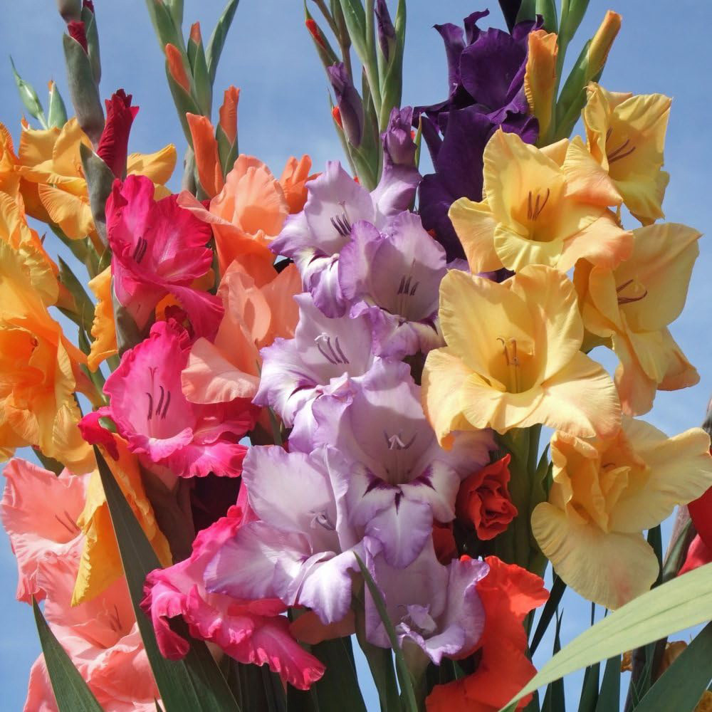 Thompson and Morgan Gladioli Mixed Planting Bulb 100 Pack Image 2