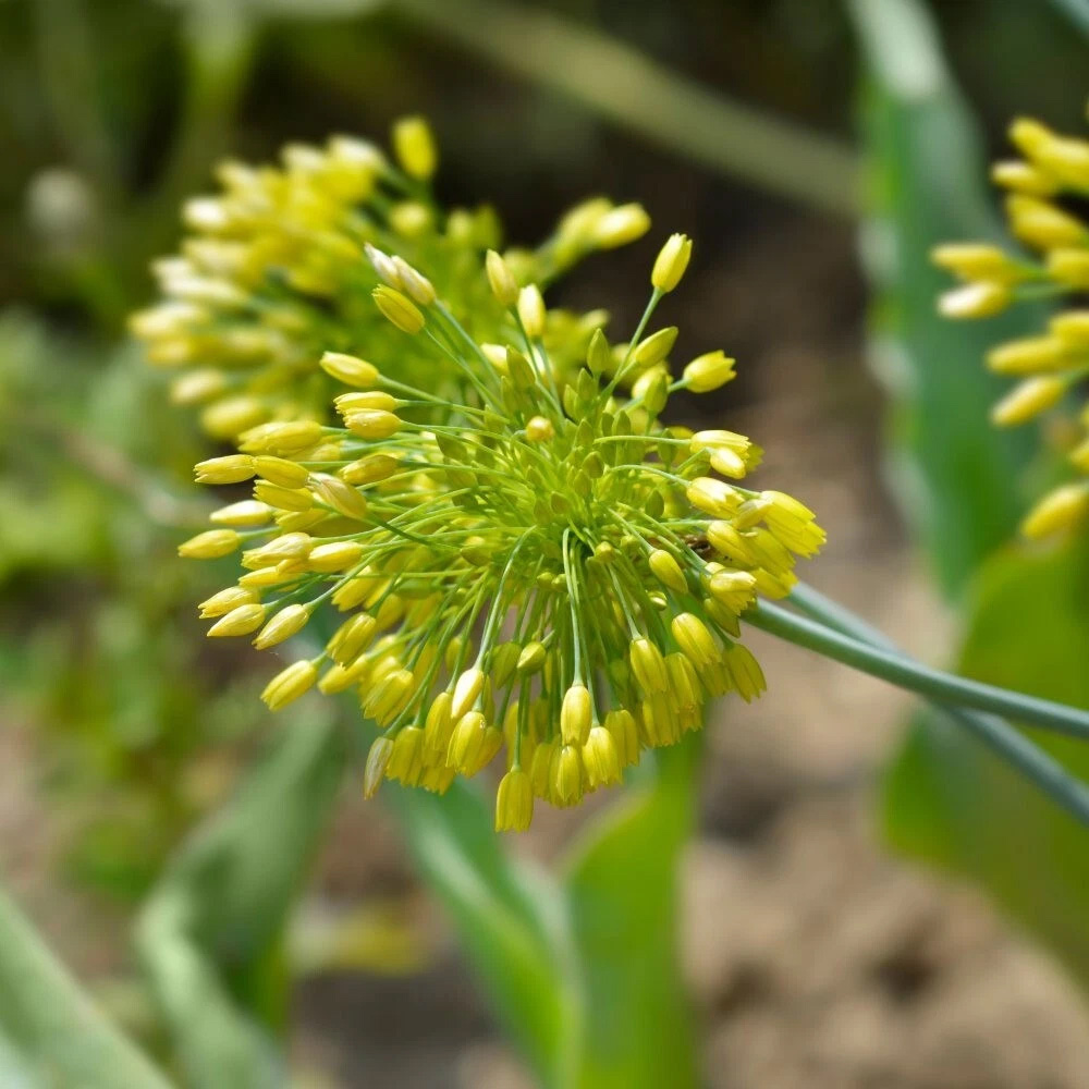 Thompson and Morgan Allium Yellow Fantasy Planting Bulb 3 Pack Image 4