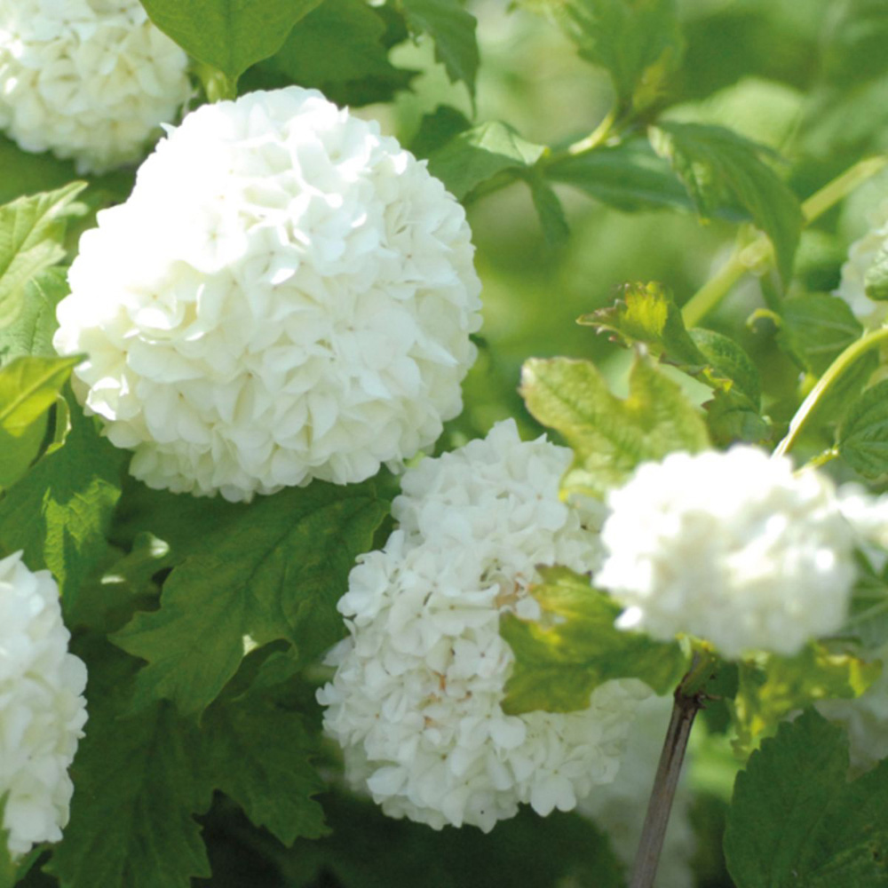 Thompson and Morgan Viburnum Opulus Snowball Shrub Potted Plant 9cm Image 3