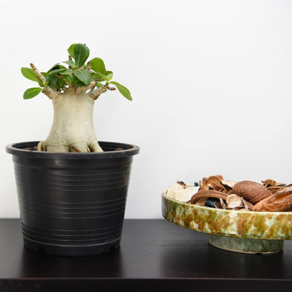 Thompson & Morgan Adenium NB Ansu Baobab Potted Plant 15cm Image 4