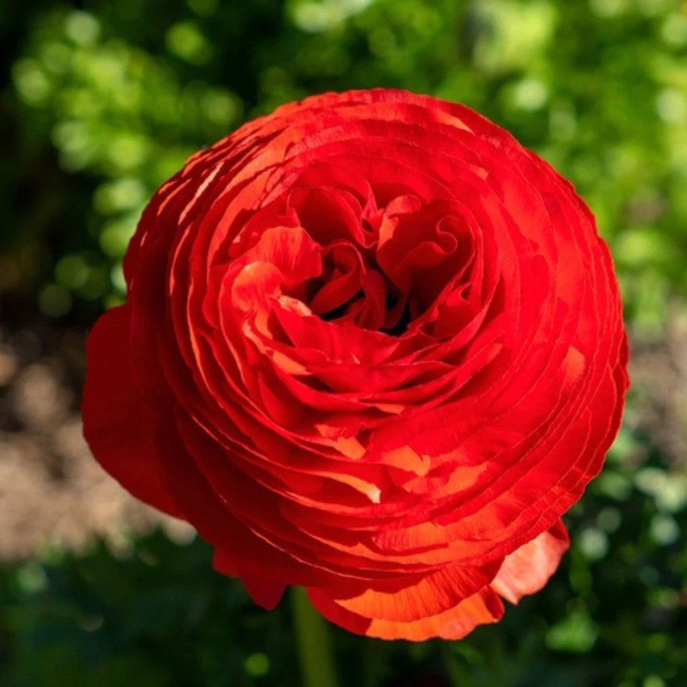Thompson and Morgan Ranunculus Red Autumn Planting Bulb 32 Pack Image 5