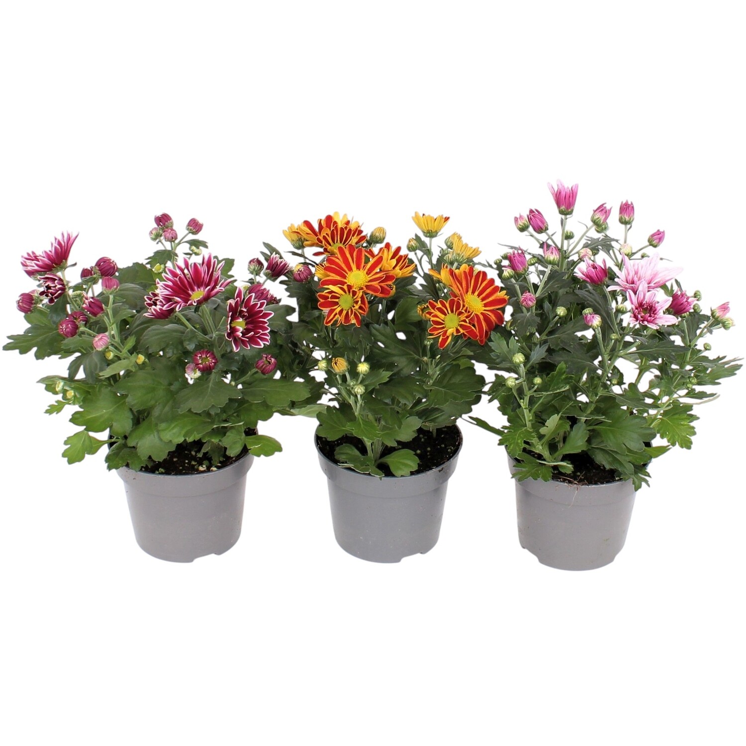 Bicolour Chrysanthemum Multicolour Image 2