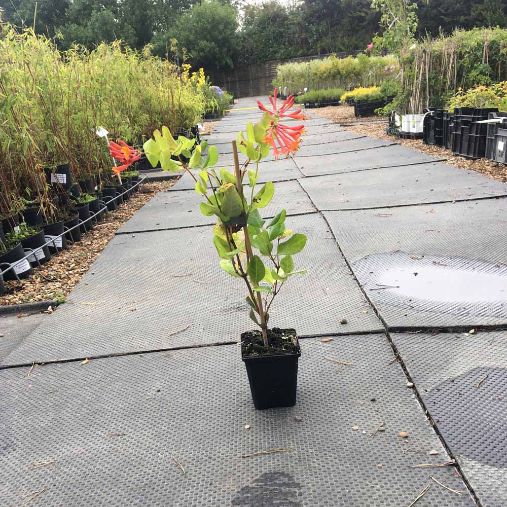 Thompson and Morgan Lonicera Dropmore Scarlet Plant Pot 9cm 2 Pack Image 4