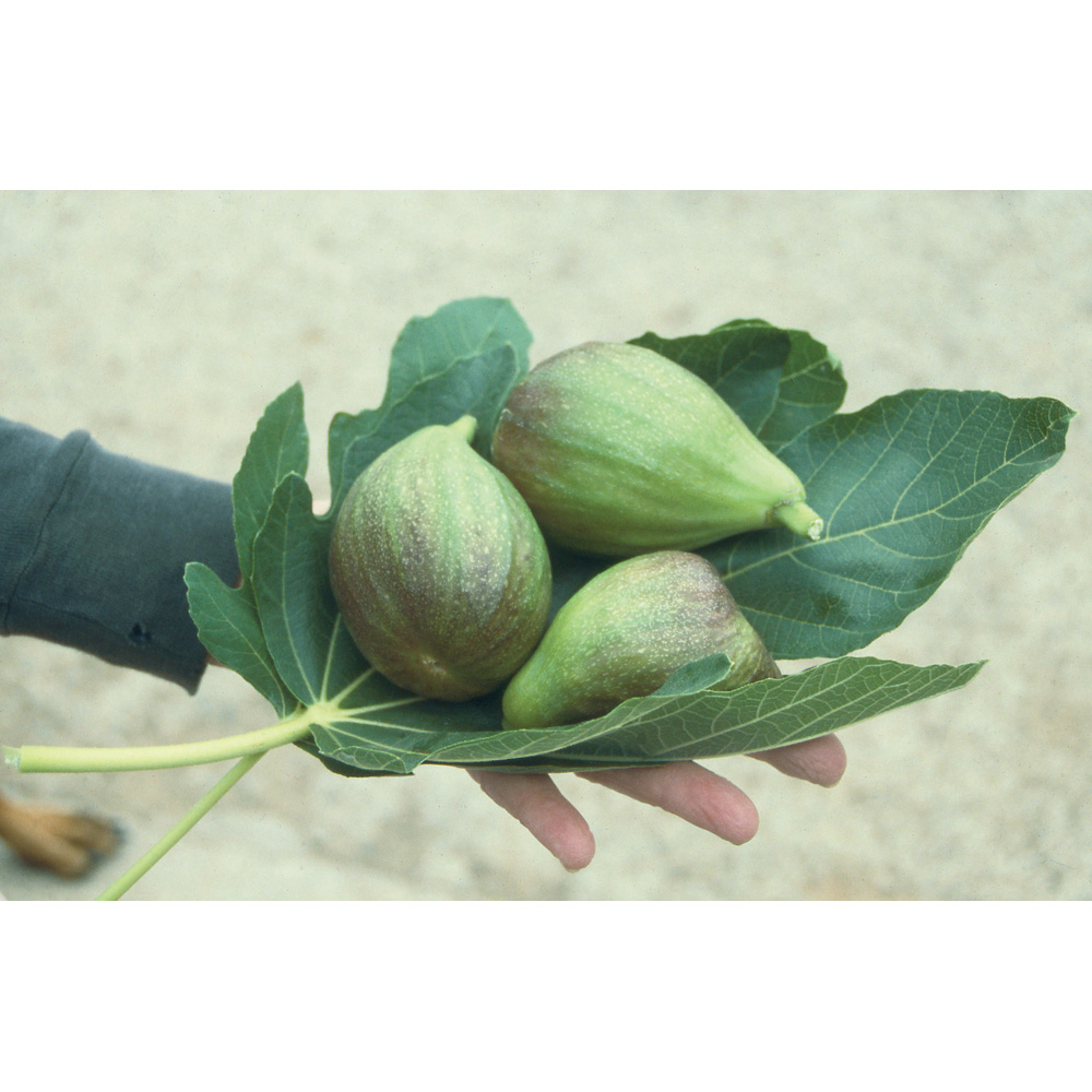 Frank P Matthews Trees Fig Ficus Brown Turkey Bush Tree in Pot 7L Image 2