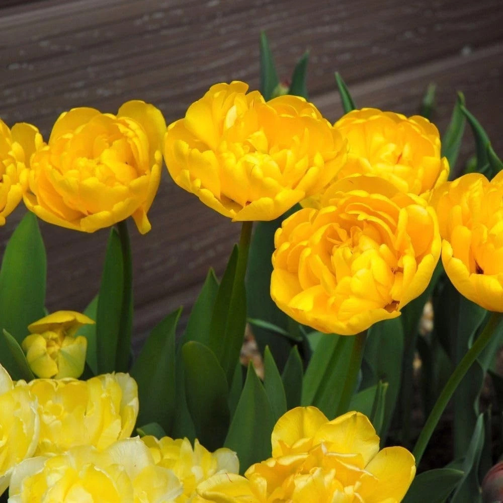 Thompson and Morgan Tulip Secret Perfume Planting Bulb 8 Pack Image 2