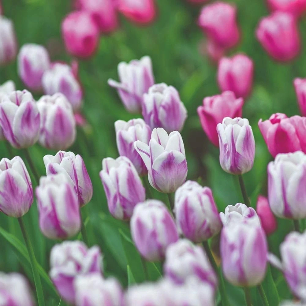 Thompson and Morgan Tulip Flaming Flag Planting Bulb 32 Pack Image 4