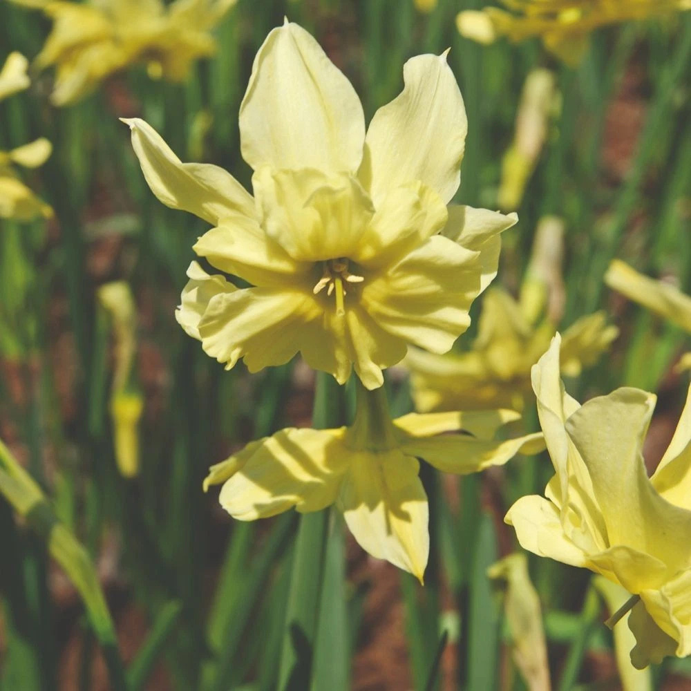 Thompson and Morgan Narcissus Exotic Mystery Lime Yellow Planting Bulb 10 Pack Image 4