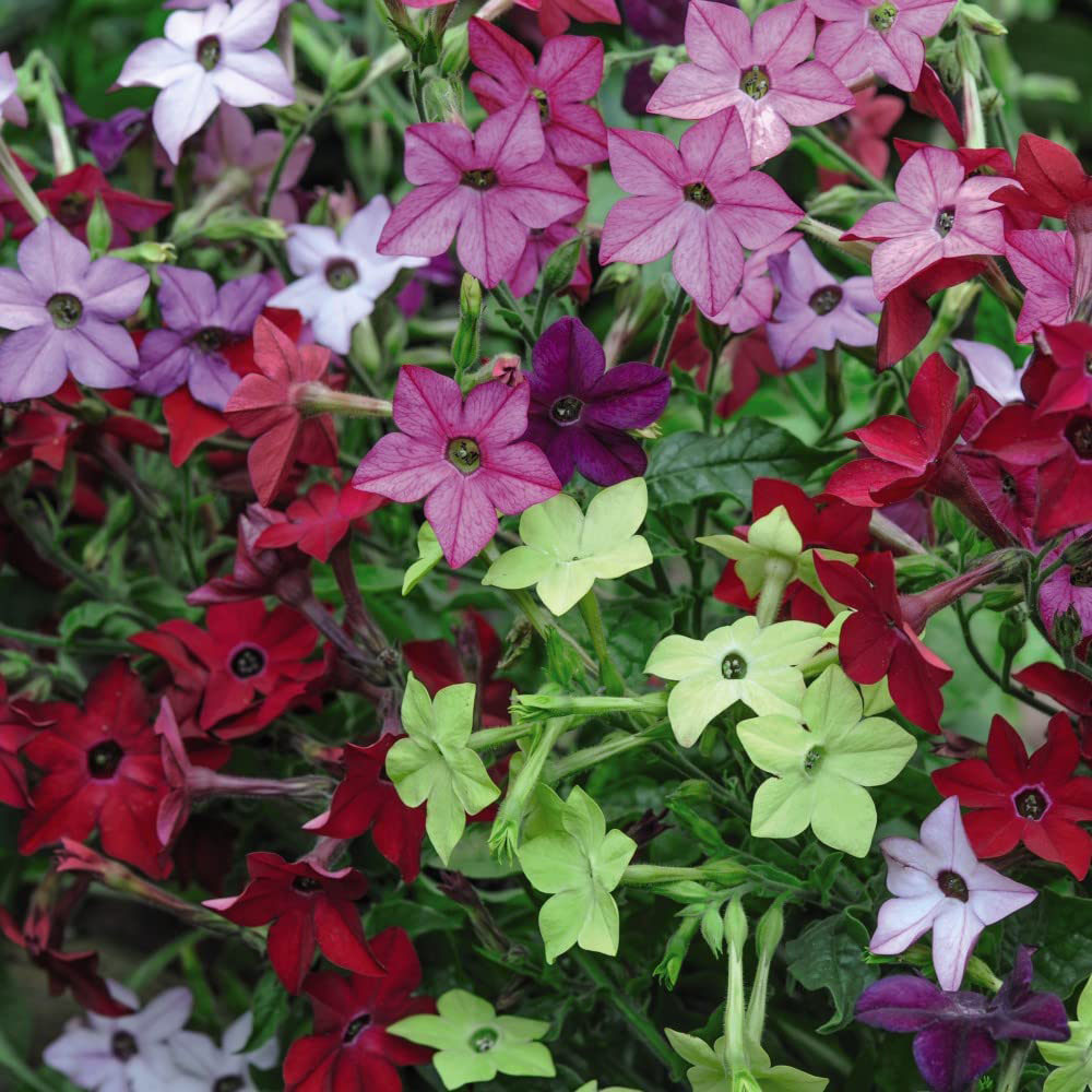 Thompson and Morgan Garden Ready Bumper Collection Garden Ready Plant 360 Pack Image 3