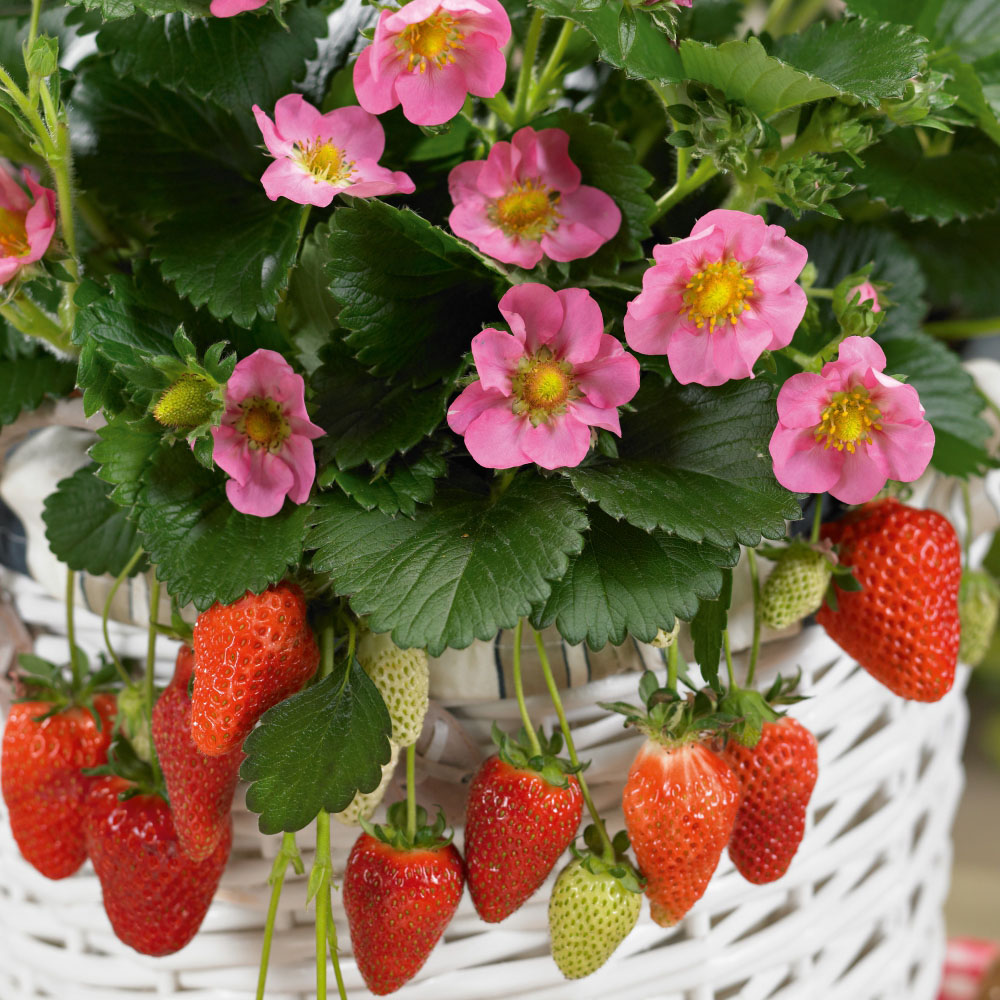 Thompson & Morgan Strawberry Fragaria Gasana Taupe Potted Plant 9cm 6 Pack Image 3