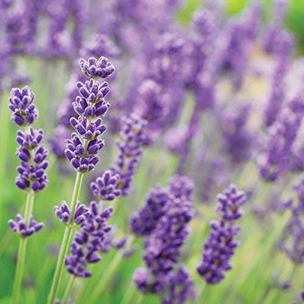 Thompson and Morgan Lavandula Lavender Angustifolia Munstead Plant Pot 9cm Image 5