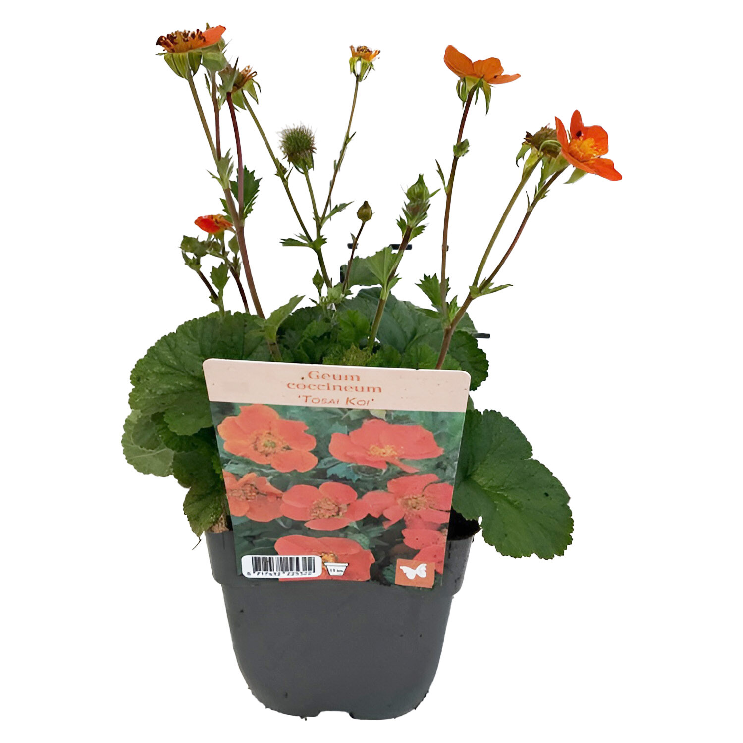 Geum Coccineum Koi - Green Image