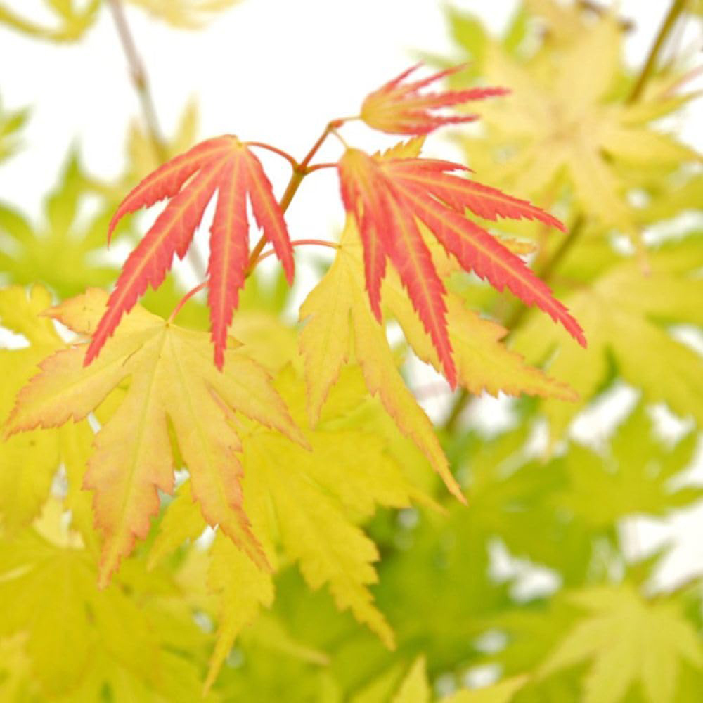 Thompson and Morgan Acer palmatum Orange Dream Plant Pot 3L Image 3