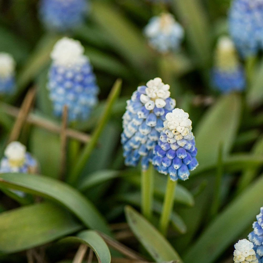 Thompson and Morgan Muscari Mountain Lady Autumn Planting Bulb 8 Pack Image 6