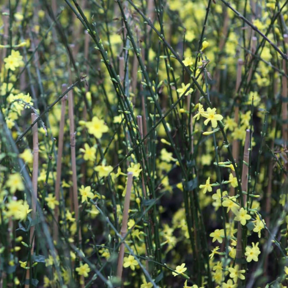 Thompson and Morgan Jasminum Nudiflorum Plant Pot 9cm 2 Pack Image 3