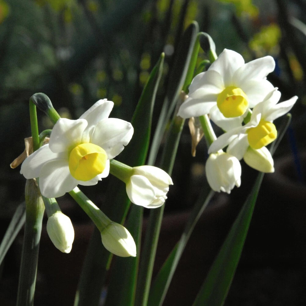Thompson and Morgan Daffodil Minnow Planting Bulb 40 Pack Image 4