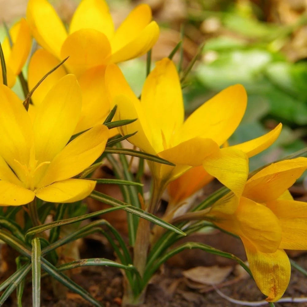Thompson and Morgan Crocus Dutch Yellow Planting Bulb 40 Pack Image 2