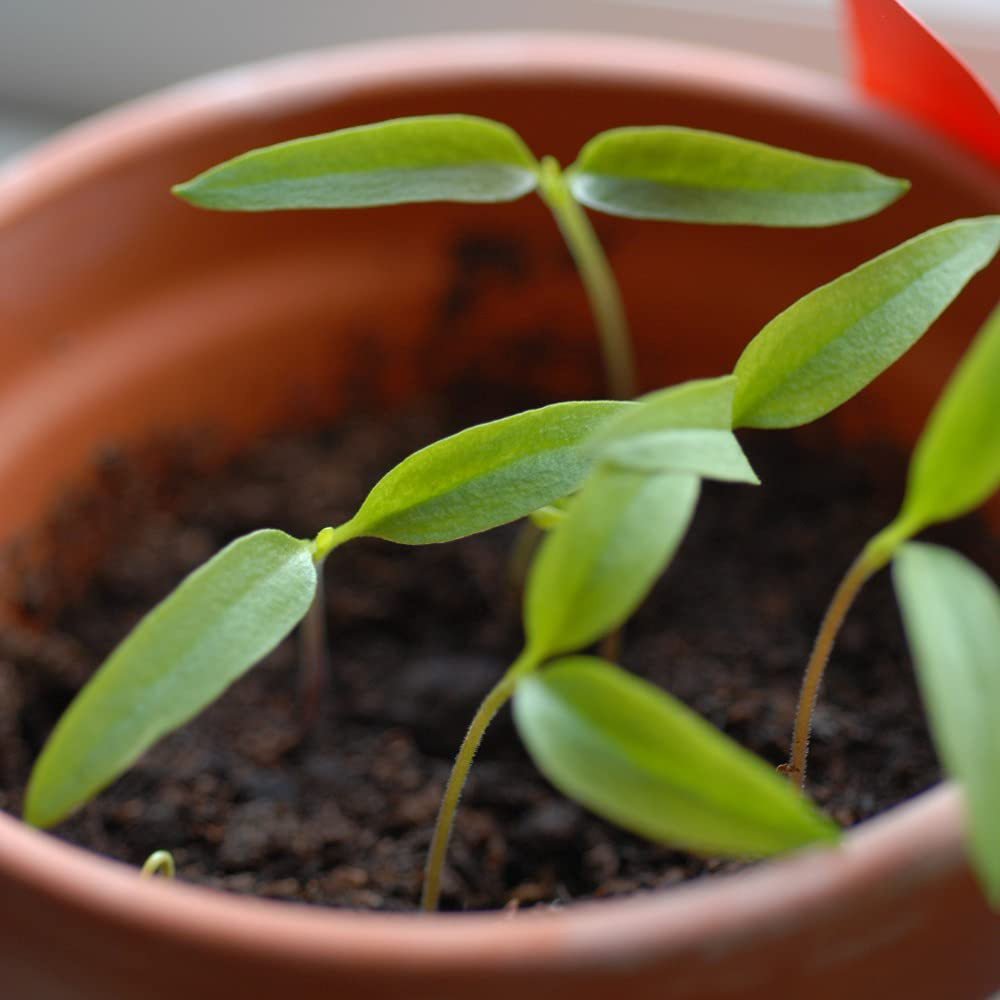 Thompson & Morgan Chilli Pepper Jalapeno M Seed Packet Image 2