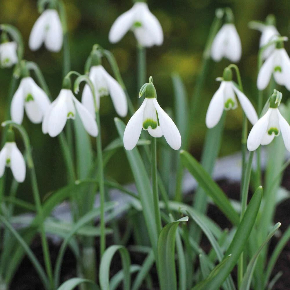 Thompson and Morgan Galanthus Elwesii Snowdrop Giant Autumn Planting Bulb 16 Pack Image 5