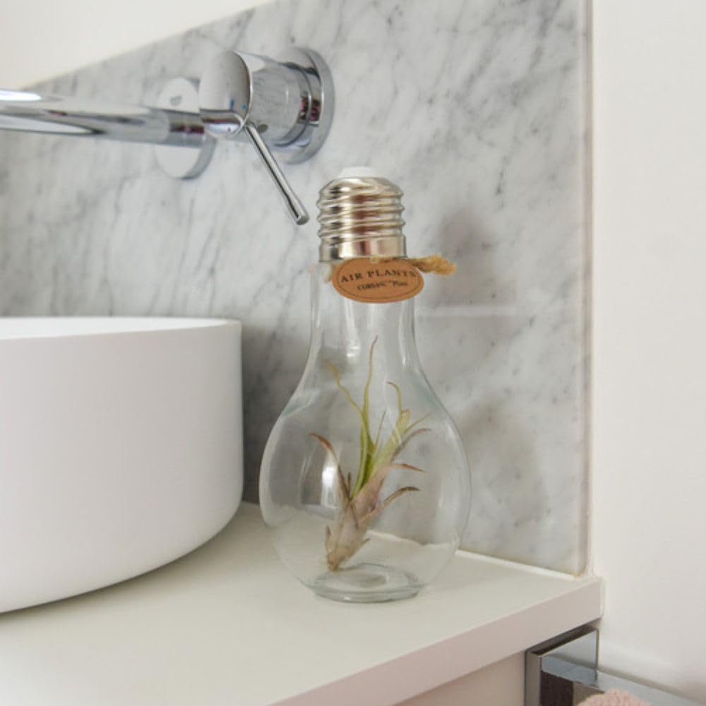 Thompson and Morgan Tillandsia Air Plant in Glass Bulb with Rope Image 9