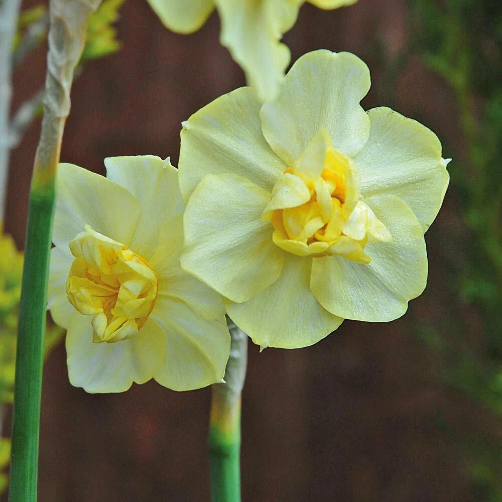 Thompson and Morgan Daffodil Cheerfulness Duo Planting Bulb 32 Pack Image 4