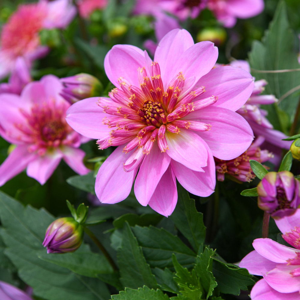 Thompson and Morgan Dahlia Gardenetta Starburst Pink Postiplugs 10 Pack Image 3