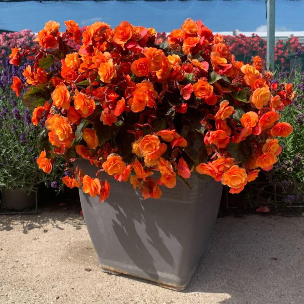 Thompson and Morgan Begonia Catrin Jumbo Plant Plug 5 Pack Image 3