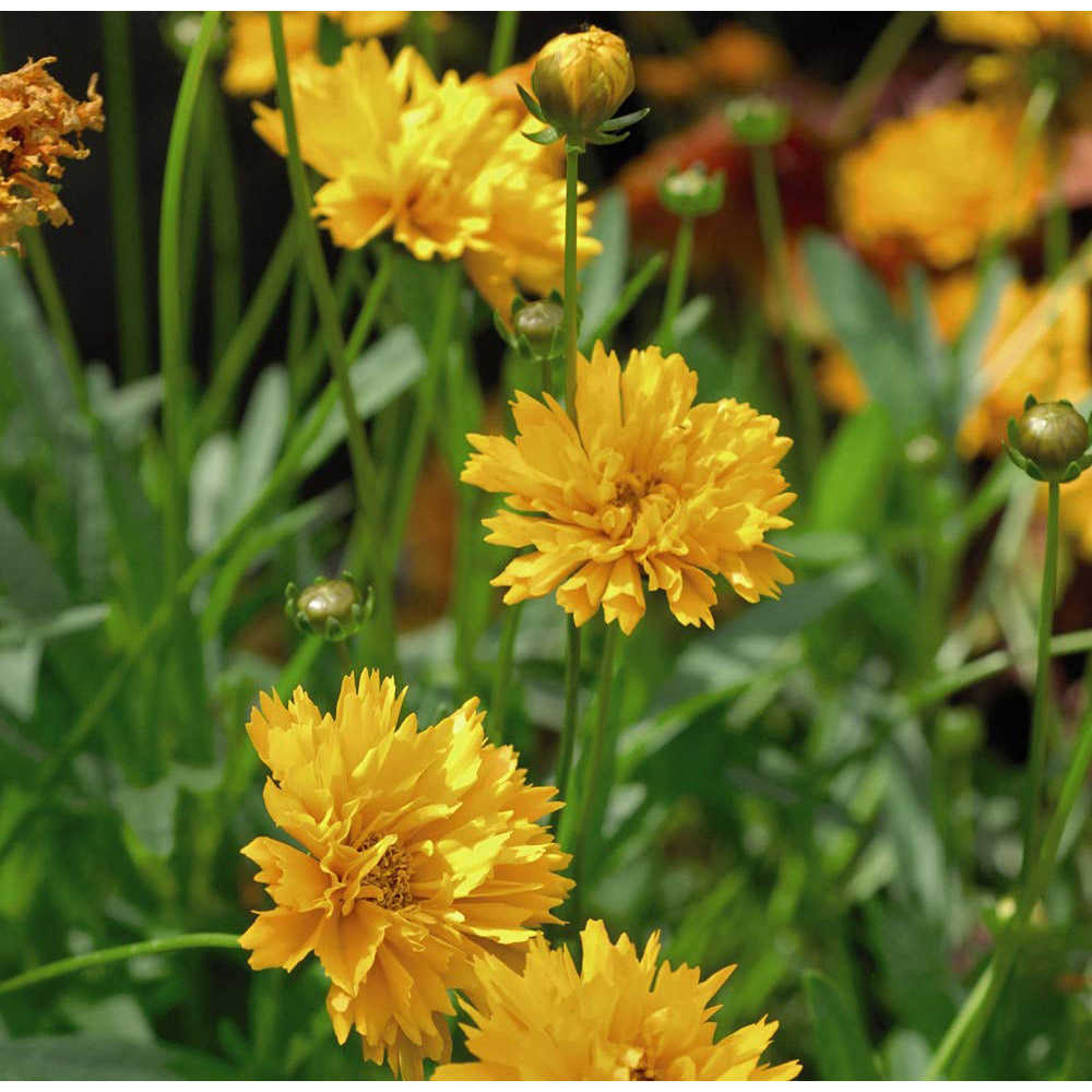 Thompson and Morgan Coreopsis Golden Joy Plug 6 Pack Image 3