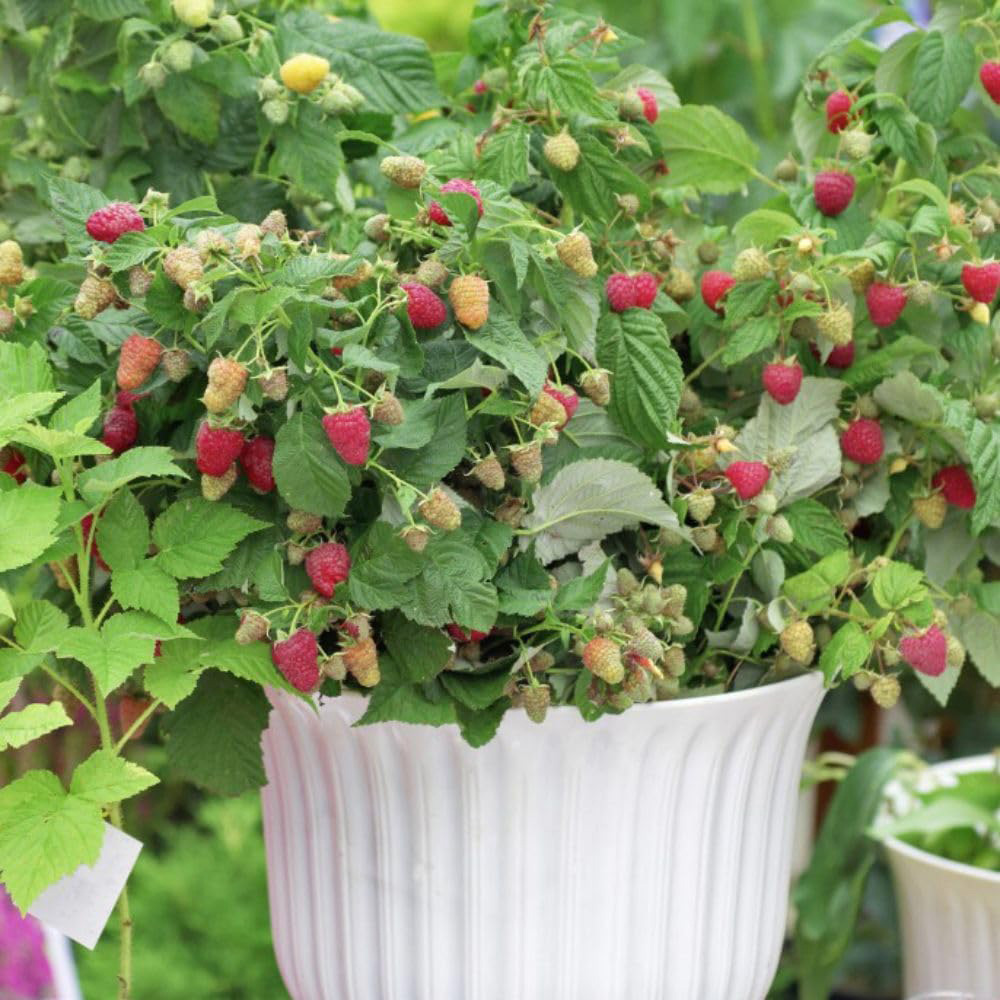 Thompson & Morgan Fruit Raspberry Rubus Little Sweet Sister Plant Pot 13cm 2 Pack Image 2