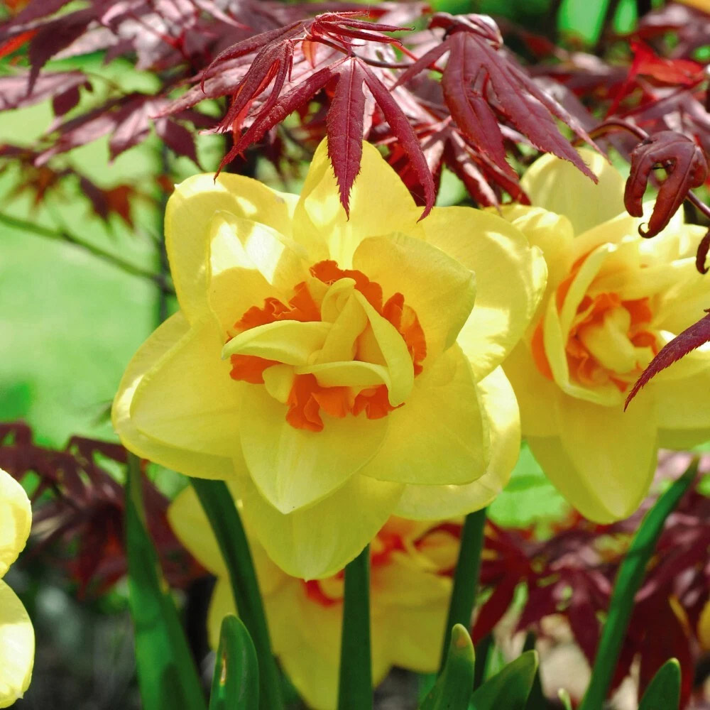 Thompson and Morgan Daffodil Raffles Spring Planting Bulb 8 Pack Image 3
