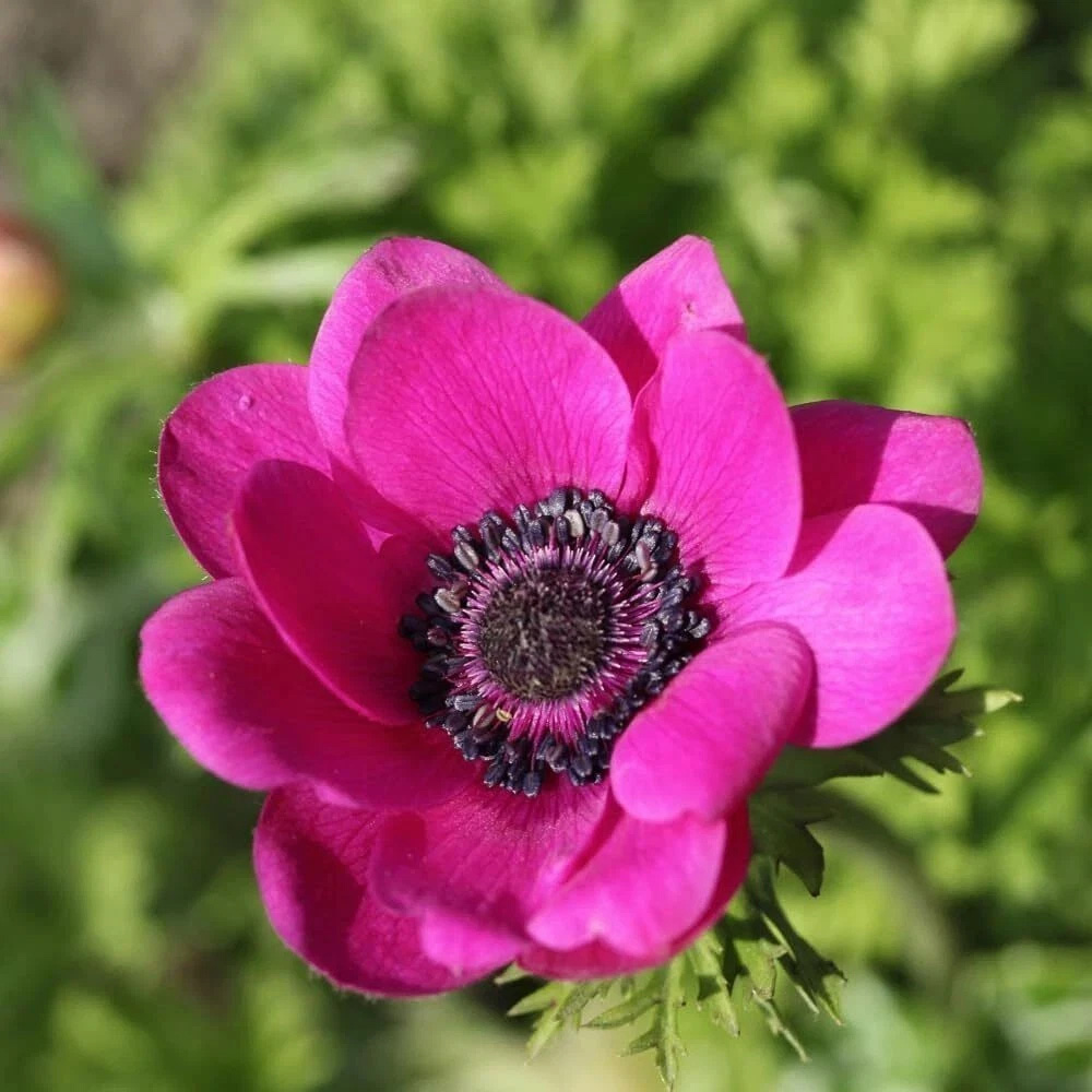 Thompson and Morgan Anemone Rainbow Collection Planting Bulb 300 Pack Image 6