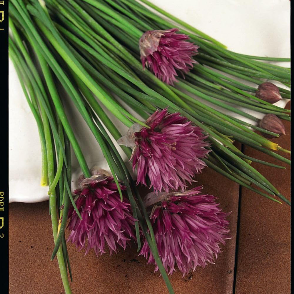 Thompson and Morgan Herb Chives Common Plant Pot 1L 3 Pack Image 3