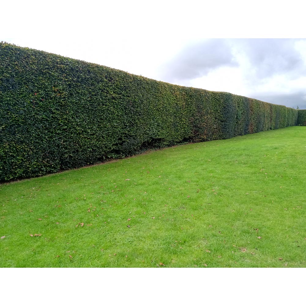 Inspirational Gifting Yew Evergreen Bare Root Hedge Plant Sapling 30-40cm 20 Pack Image 3