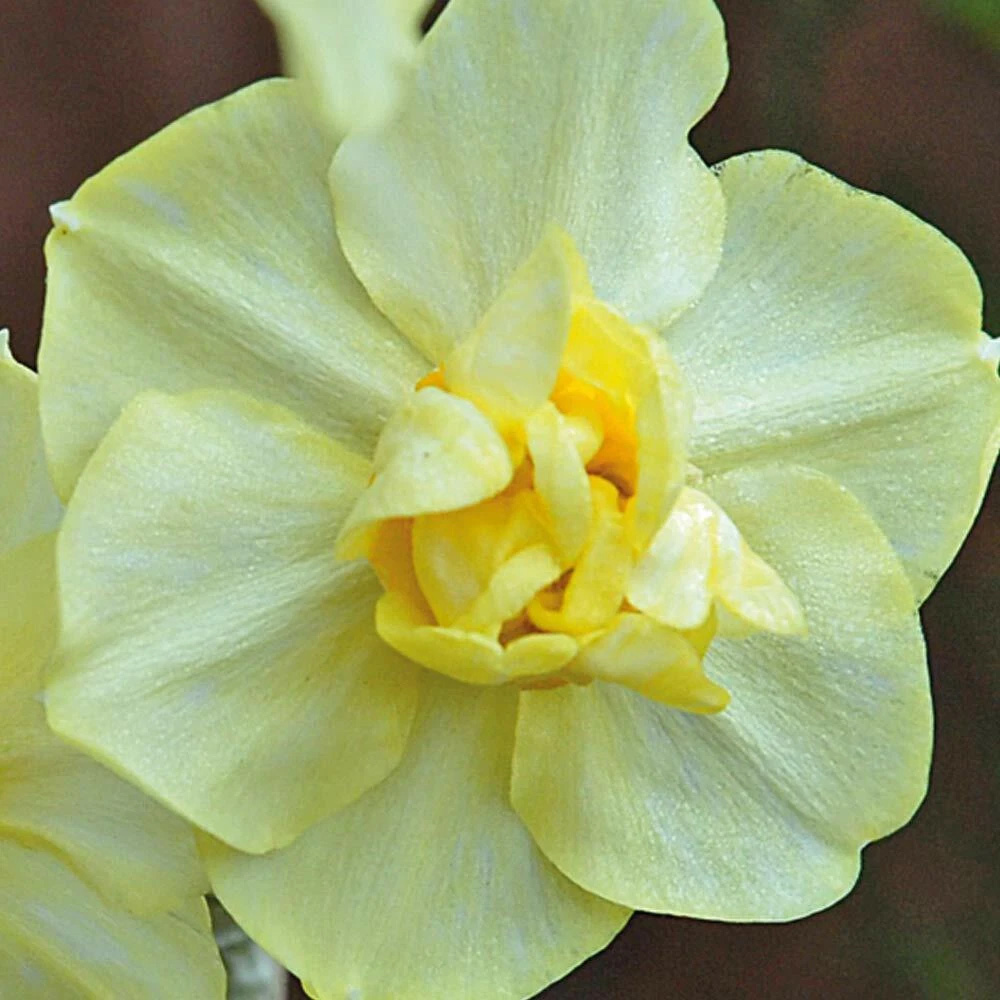 Thompson and Morgan Daffodil Cheerfulness Duo Planting Bulb 32 Pack Image 5