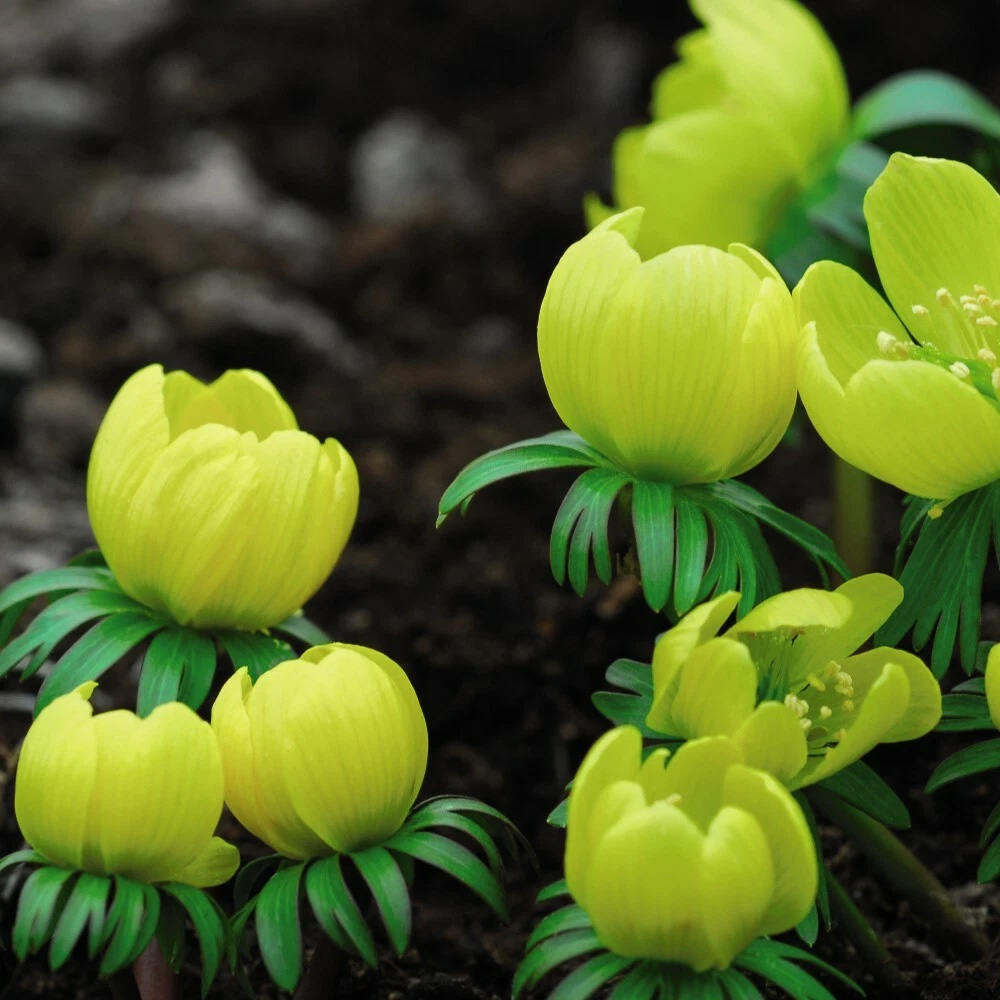Thompson and Morgan Aconite Winter Planting Bulb 40 Pack Image 4