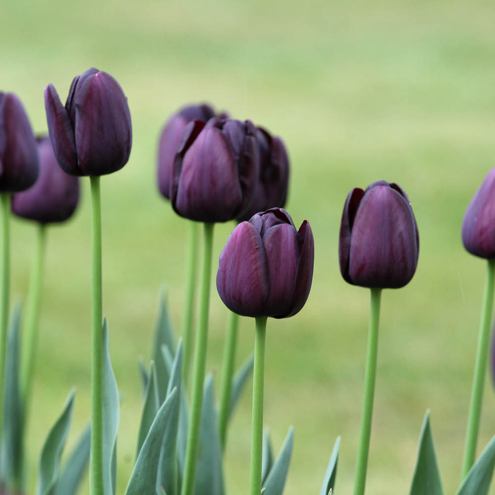 YouGarden Queen of the Night Tulip Planting Bulb 30 Pack Image 2